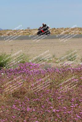 media/Mar-12-2023-SoCal Trackdays (Sun) [[d4c8249724]]/Turn 15 Inside Bloom (130pm)/